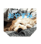 ワン達（個別スタンプ：1）