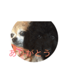 ワン達（個別スタンプ：3）