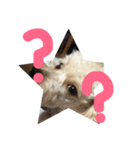 ワン達（個別スタンプ：4）