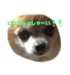 ワン達（個別スタンプ：14）