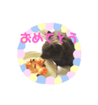銀猫キキ（個別スタンプ：1）