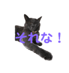 銀猫キキ（個別スタンプ：4）