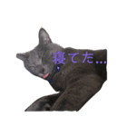 銀猫キキ（個別スタンプ：5）