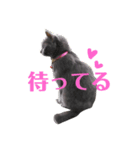 銀猫キキ（個別スタンプ：6）