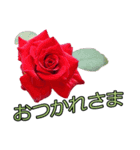 美しい薔薇 1（個別スタンプ：1）