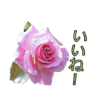 美しい薔薇 1（個別スタンプ：2）
