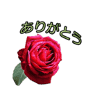 美しい薔薇 1（個別スタンプ：8）