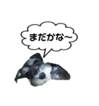 ミニチュアシュナウザー★ここちゃんです（個別スタンプ：6）