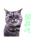 ダルマ猫の呟き（個別スタンプ：3）