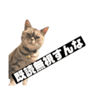 ダルマ猫の呟き（個別スタンプ：6）