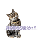 ダルマ猫の呟き（個別スタンプ：8）