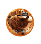 ぽへ森のかわいい動物たち（個別スタンプ：1）