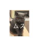 ぽへ森のかわいい動物たち（個別スタンプ：6）