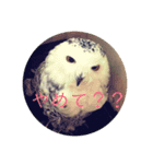 ぽへ森のかわいい動物たち（個別スタンプ：11）