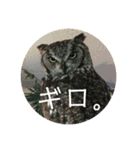 ぽへ森のかわいい動物たち（個別スタンプ：12）