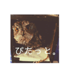 ぽへ森のかわいい動物たち（個別スタンプ：13）