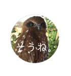 ぽへ森のかわいい動物たち（個別スタンプ：14）
