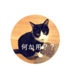 ぽへ森のかわいい動物たち（個別スタンプ：15）