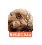 大好きな愛犬チョコilovechoco2013（個別スタンプ：1）