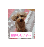 大好きな愛犬チョコilovechoco2013（個別スタンプ：2）