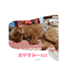 大好きな愛犬チョコilovechoco2013（個別スタンプ：3）