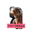 大好きな愛犬チョコilovechoco2013（個別スタンプ：4）