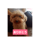 大好きな愛犬チョコilovechoco2013（個別スタンプ：5）