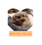 大好きな愛犬チョコilovechoco2013（個別スタンプ：6）