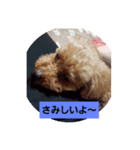 大好きな愛犬チョコilovechoco2013（個別スタンプ：7）
