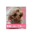 大好きな愛犬チョコilovechoco2013（個別スタンプ：8）
