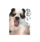 白黒チワワ＊ルフィ（個別スタンプ：2）