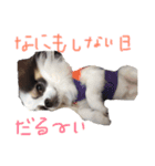 白黒チワワ＊ルフィ（個別スタンプ：5）