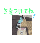 白黒チワワ＊ルフィ（個別スタンプ：8）
