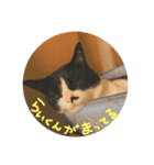 やる気のないらいくん（個別スタンプ：4）