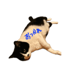 やる気のないらいくん（個別スタンプ：9）