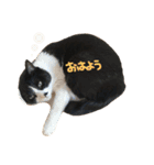 やる気のないらいくん（個別スタンプ：12）