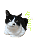 やる気のないらいくん（個別スタンプ：15）