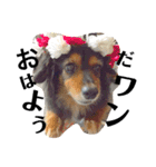 愛犬みみなな（個別スタンプ：1）