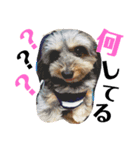 愛犬みみなな（個別スタンプ：4）