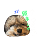 愛犬みみなな（個別スタンプ：5）