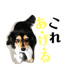 愛犬みみなな（個別スタンプ：6）