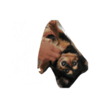 愛犬みみなな（個別スタンプ：8）