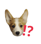 おてんばコーギー時々ハスキー2（個別スタンプ：11）