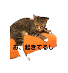 よく使う？言葉（個別スタンプ：1）