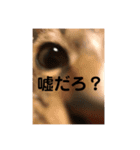 よく使う？言葉（個別スタンプ：4）