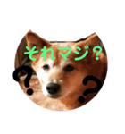 よく使う？言葉（個別スタンプ：5）