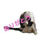 よく使う？言葉（個別スタンプ：6）
