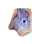 可愛すぎるうさぎさん（個別スタンプ：3）