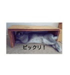 可愛すぎるうさぎさん（個別スタンプ：5）