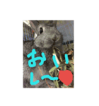可愛すぎるうさぎさん（個別スタンプ：6）